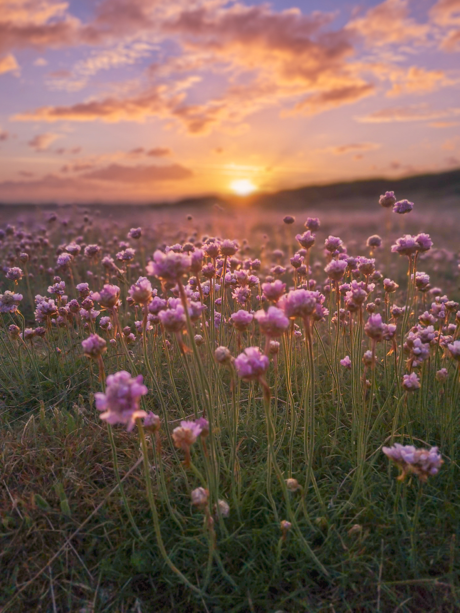 Aroma Wellness – Lavendelfeld bei Sonnenuntergang